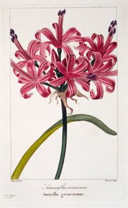 Amaryllis sarniensis, 1836 (käsinvärinen kaiverrus)